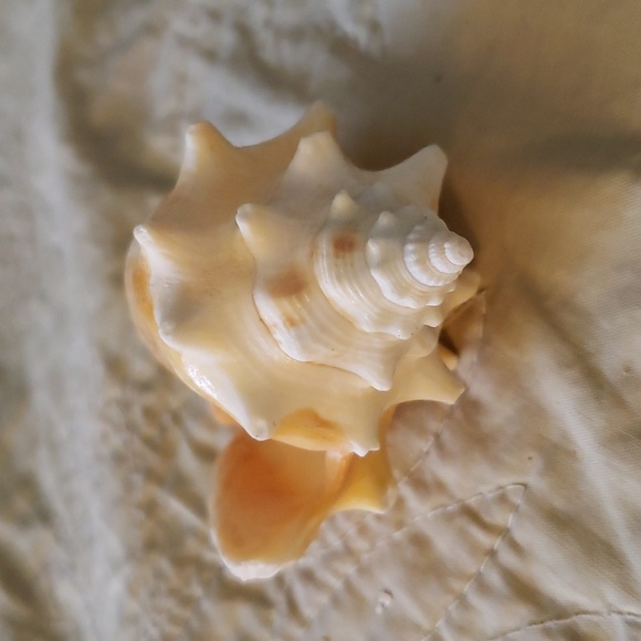 Sea shell - Picture 3 of 5